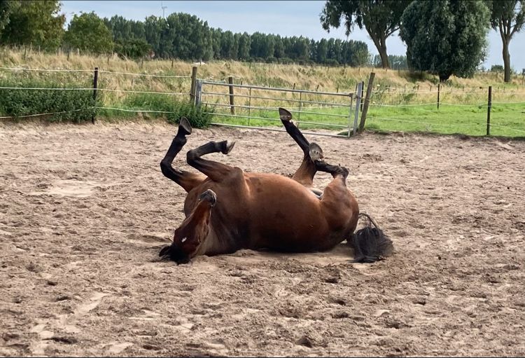 Bolero rolt in het zand