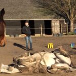 Het paard liegt niet